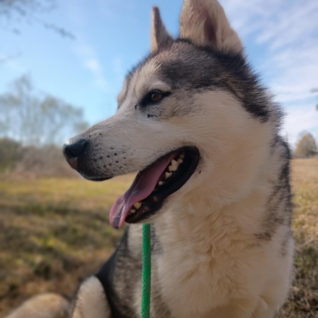 Enlarge Casanova, a Adoptable Husky in Batson, TX image 1/3