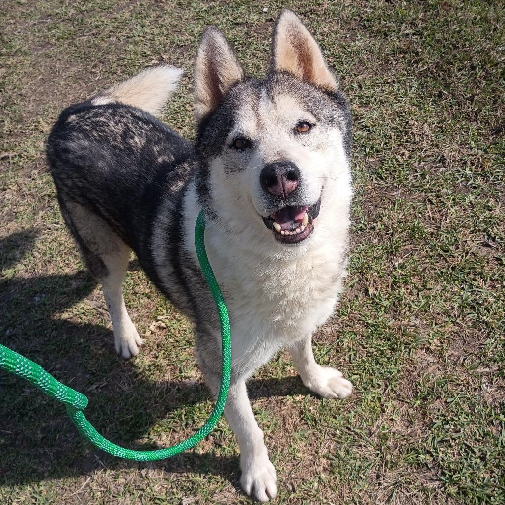 Enlarge Casanova, a Adoptable Husky in Batson, TX image 2/3