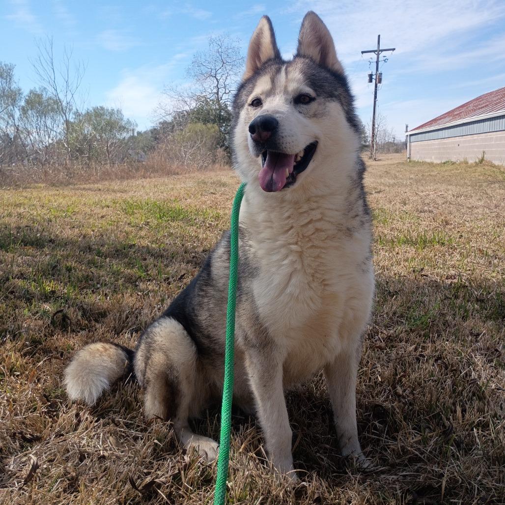 Enlarge Casanova, a Adoptable Husky in Batson, TX image 3/3