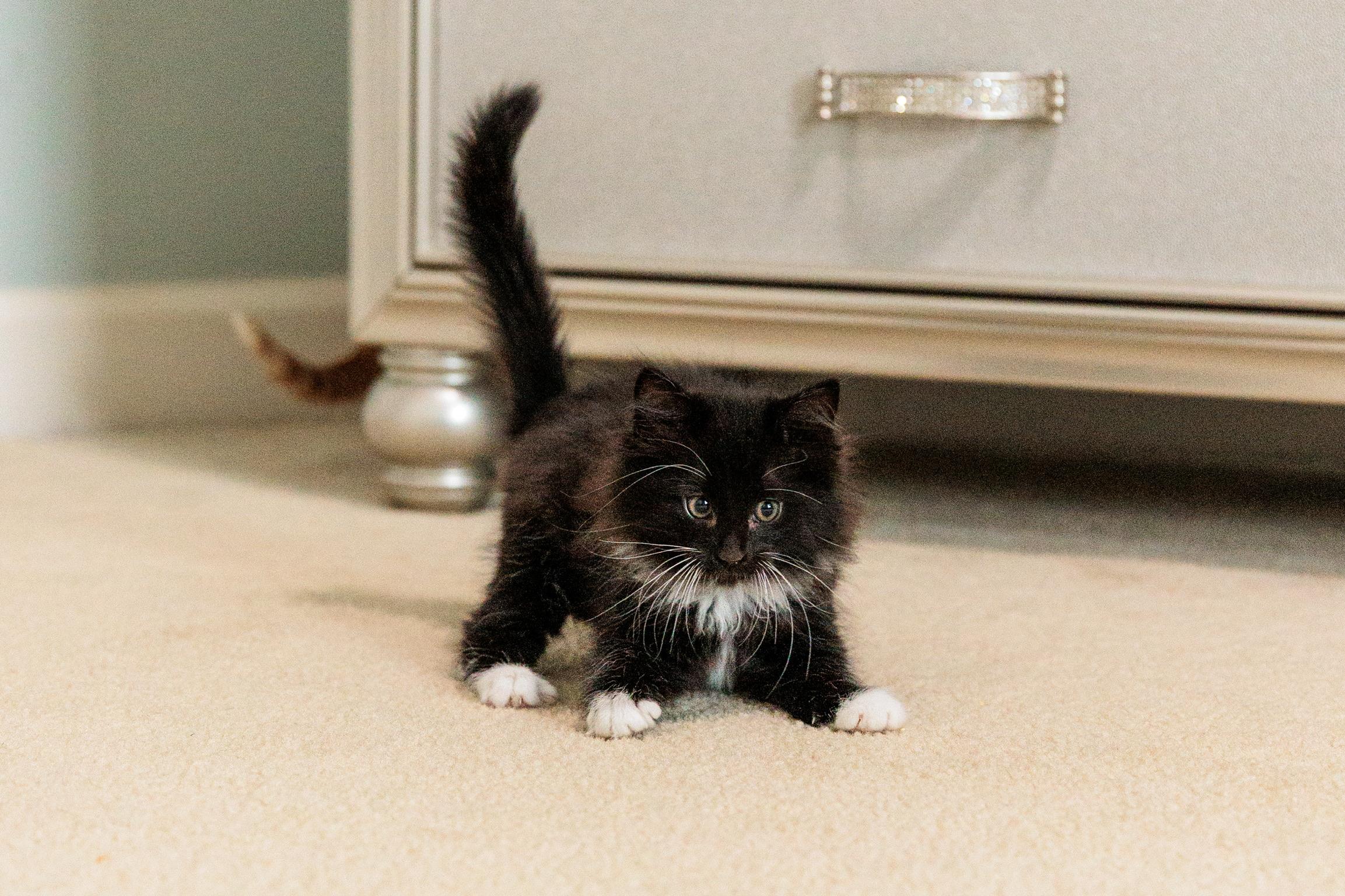Enlarge Puff, a Adoptable mixed breed in Gainesville, VA image 1/6