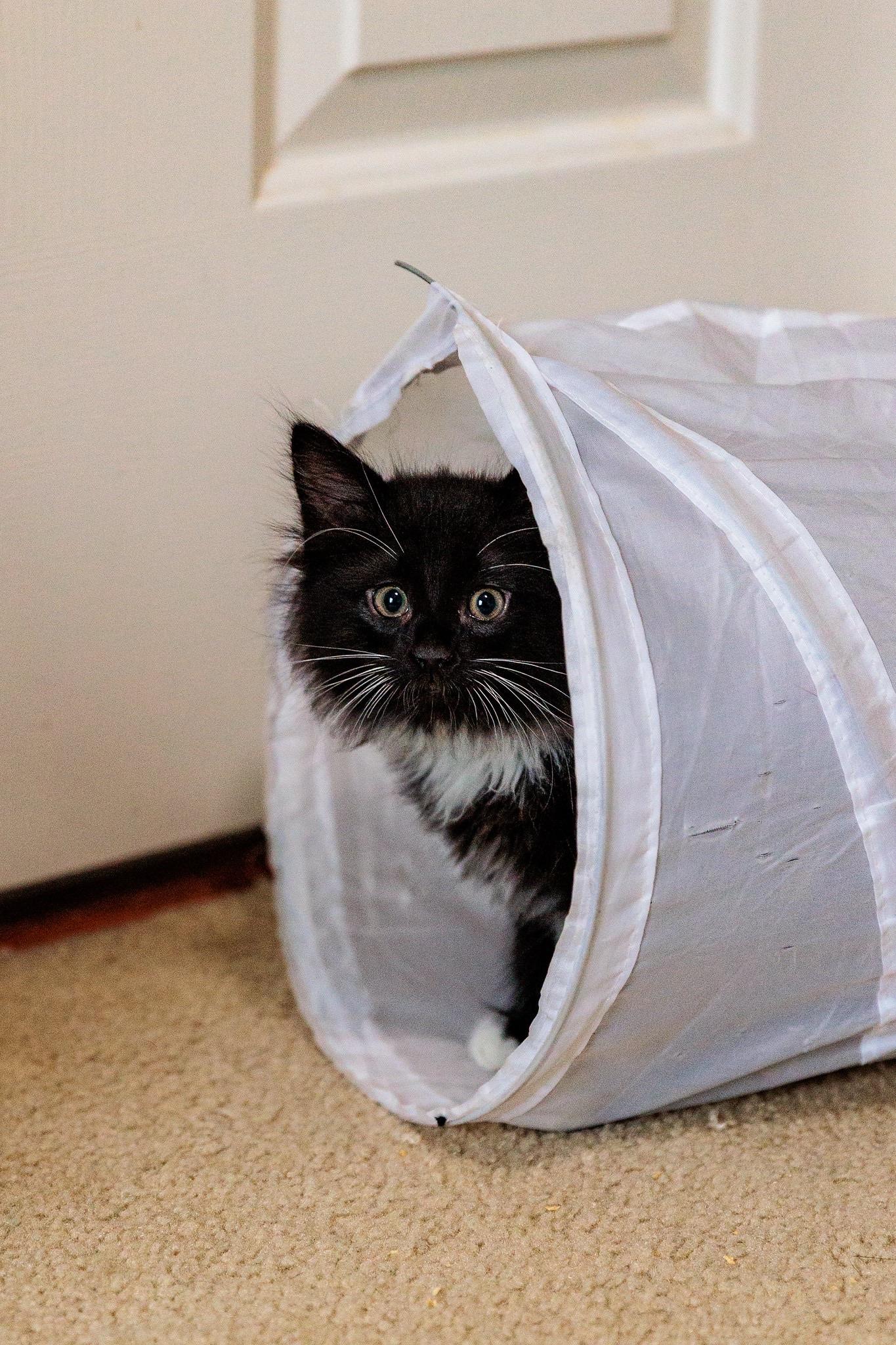 Enlarge Puff, a Adoptable mixed breed in Gainesville, VA image 4/6