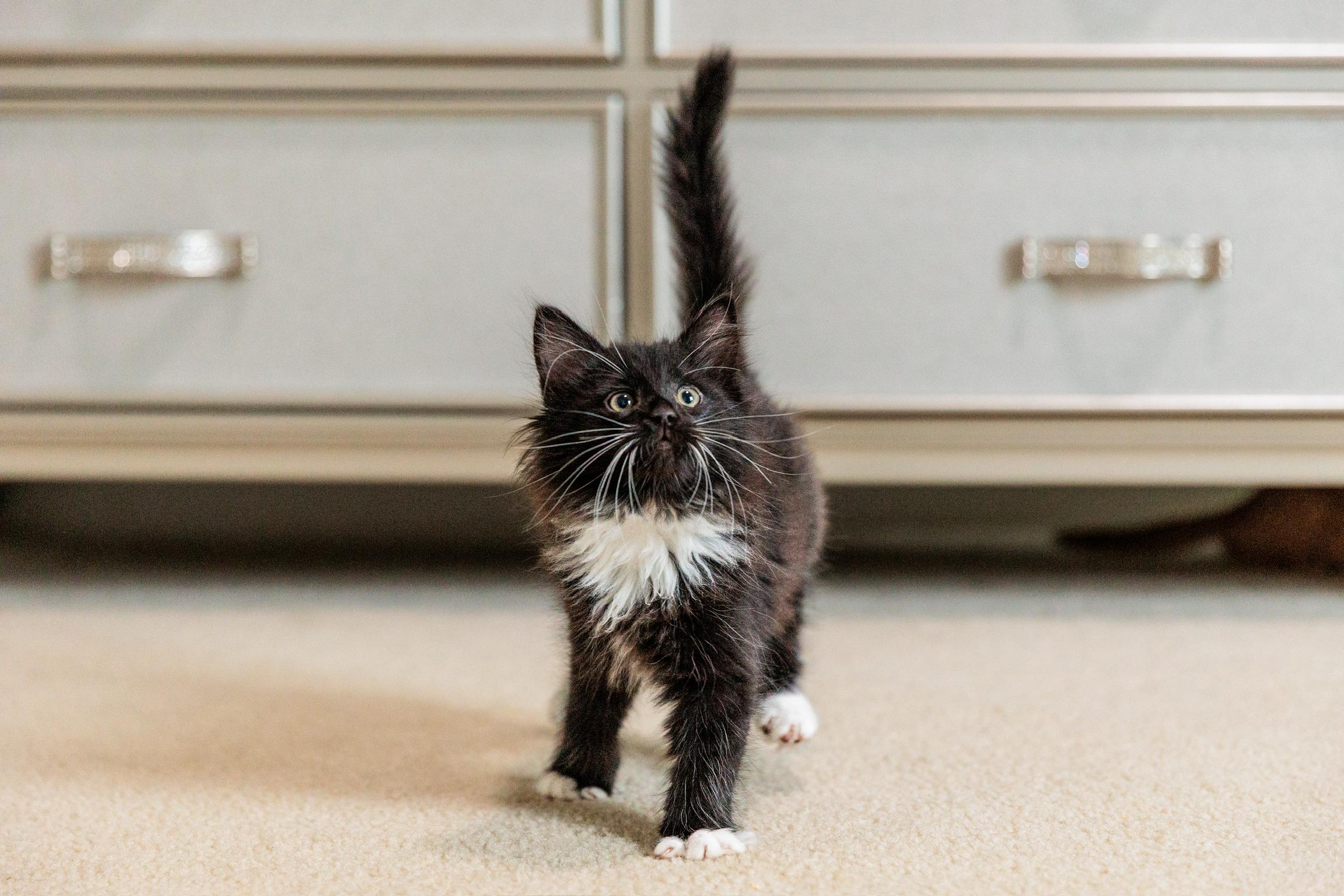 Enlarge Puff, a Adoptable mixed breed in Gainesville, VA image 2/6