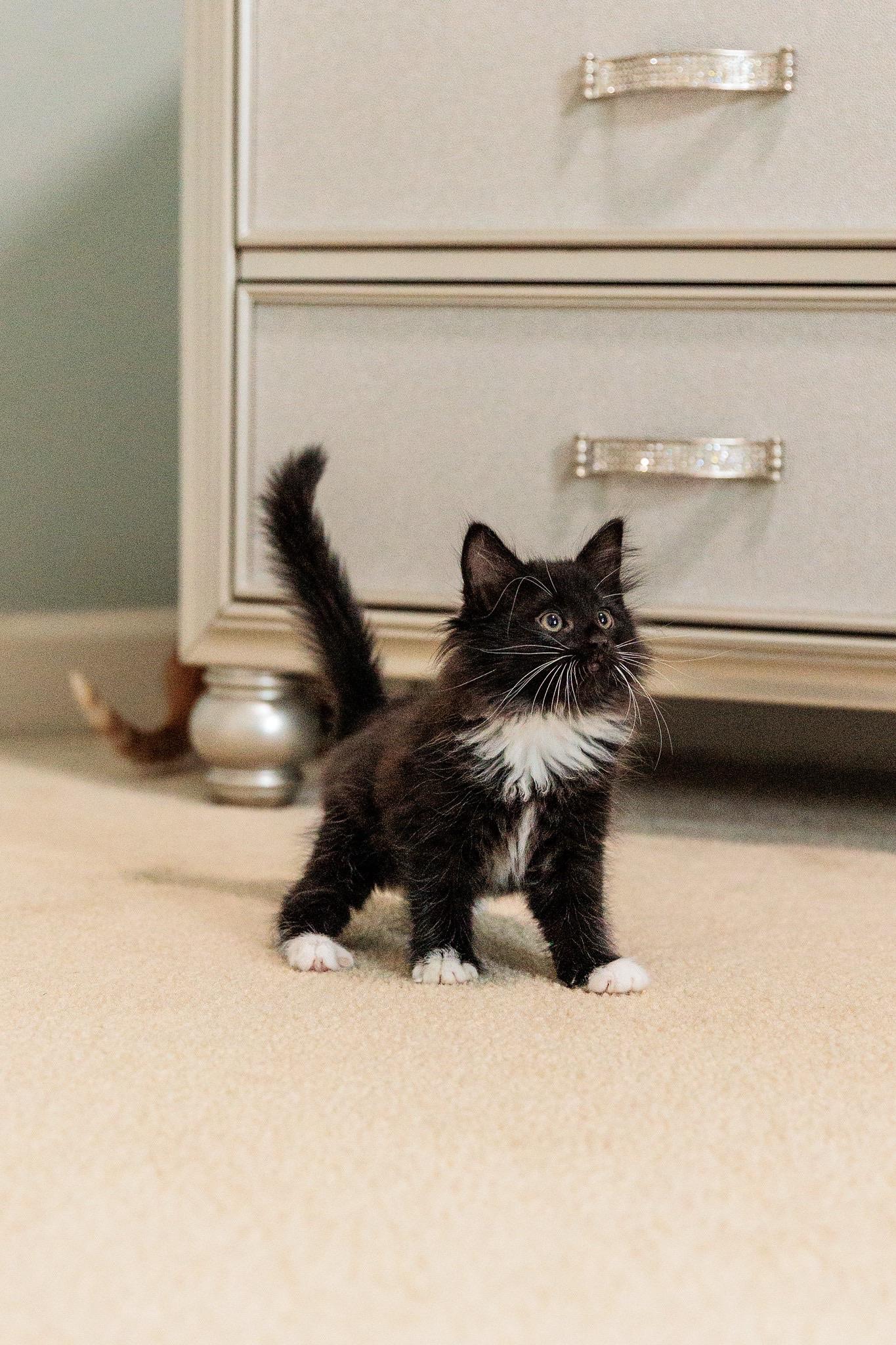 Enlarge Puff, a Adoptable mixed breed in Gainesville, VA image 3/6