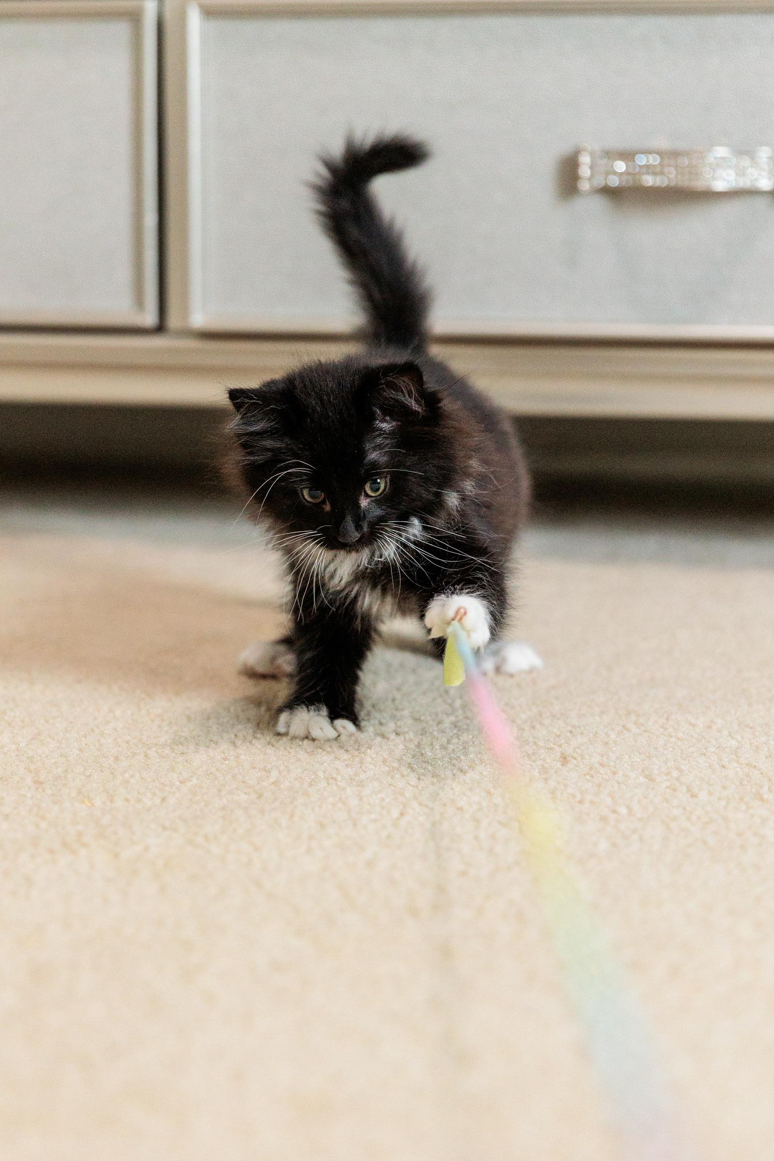 Enlarge Puff, a Adoptable mixed breed in Gainesville, VA image 5/6