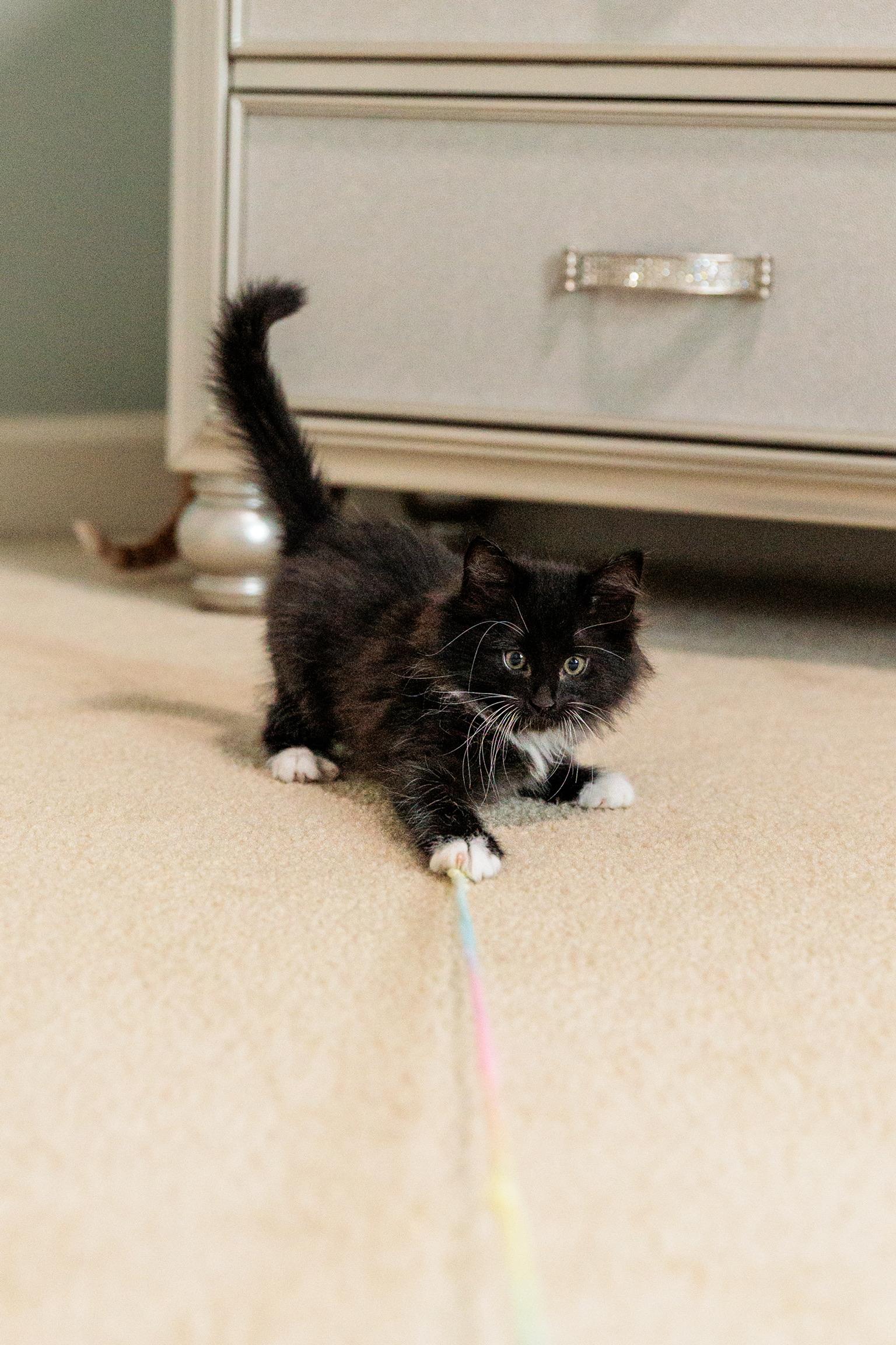 Enlarge Puff, a Adoptable mixed breed in Gainesville, VA image 6/6