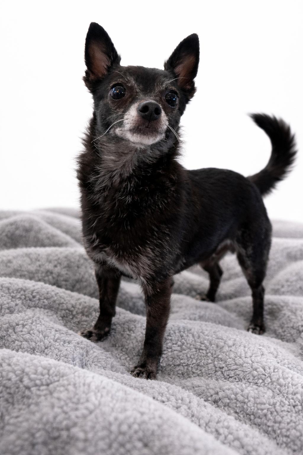 Bubba, a ADOPTABLE Chihuahua in Bridgeton, MO image 4/4