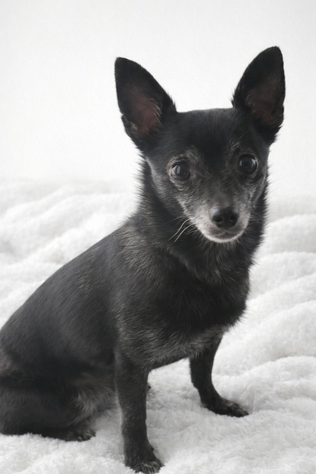 Bubba, ADOPTABLE, Adult Male Chihuahua.