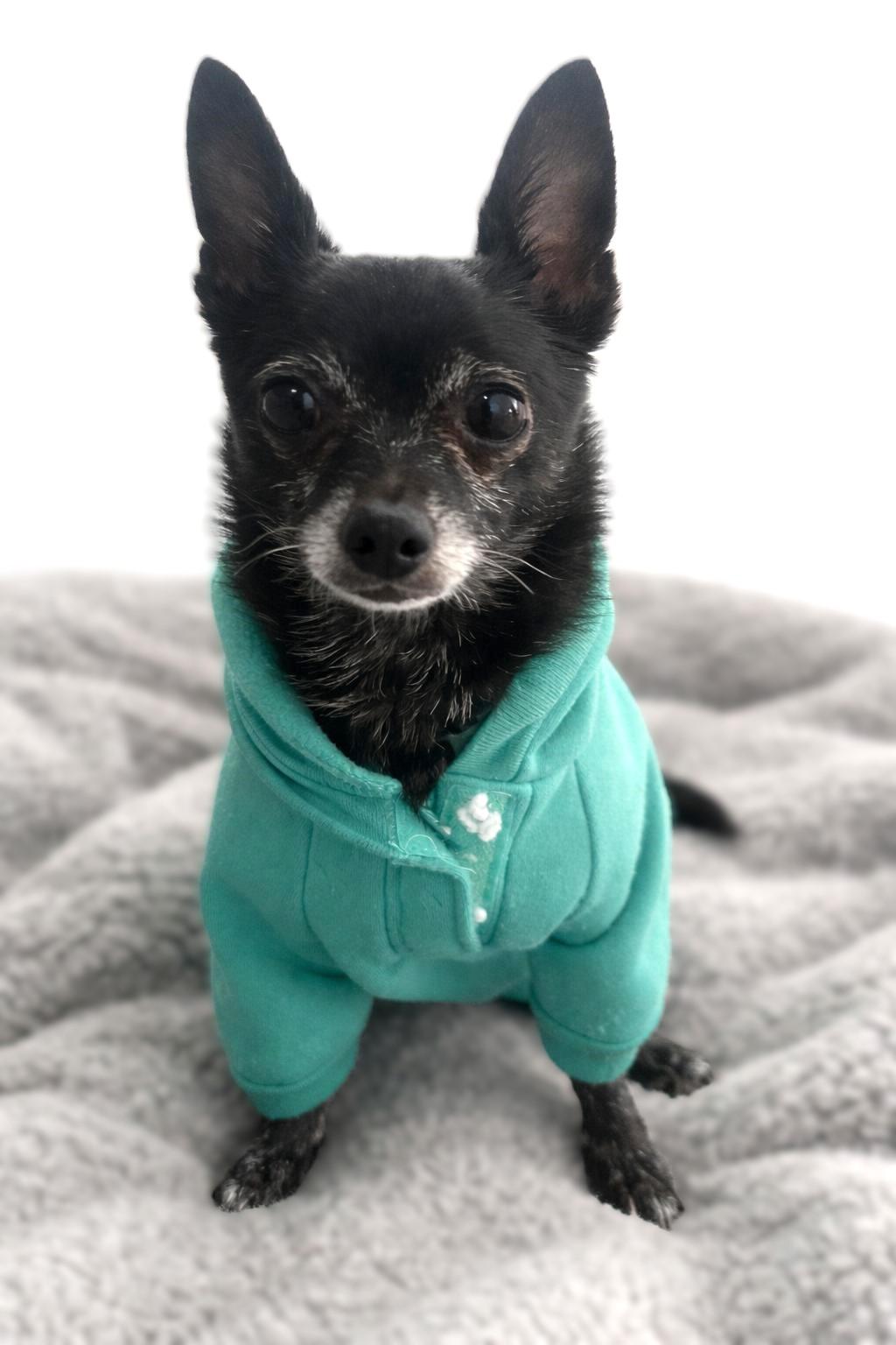 Bubba, a ADOPTABLE Chihuahua in Bridgeton, MO image 2/4