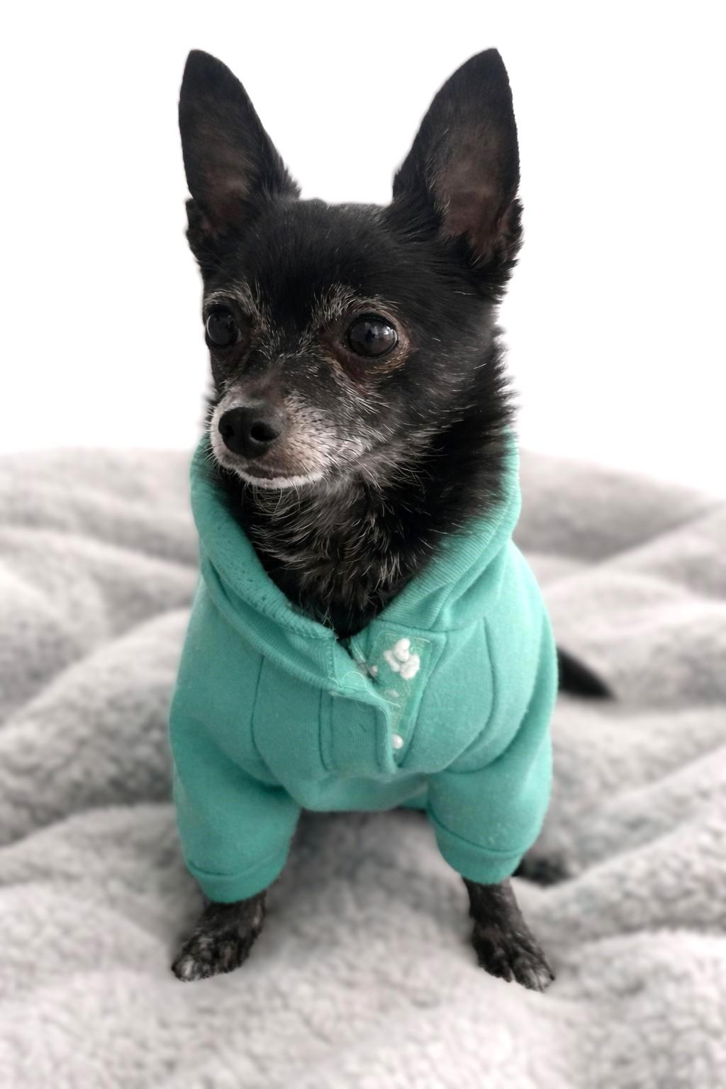 Bubba, a ADOPTABLE Chihuahua in Bridgeton, MO image 3/4