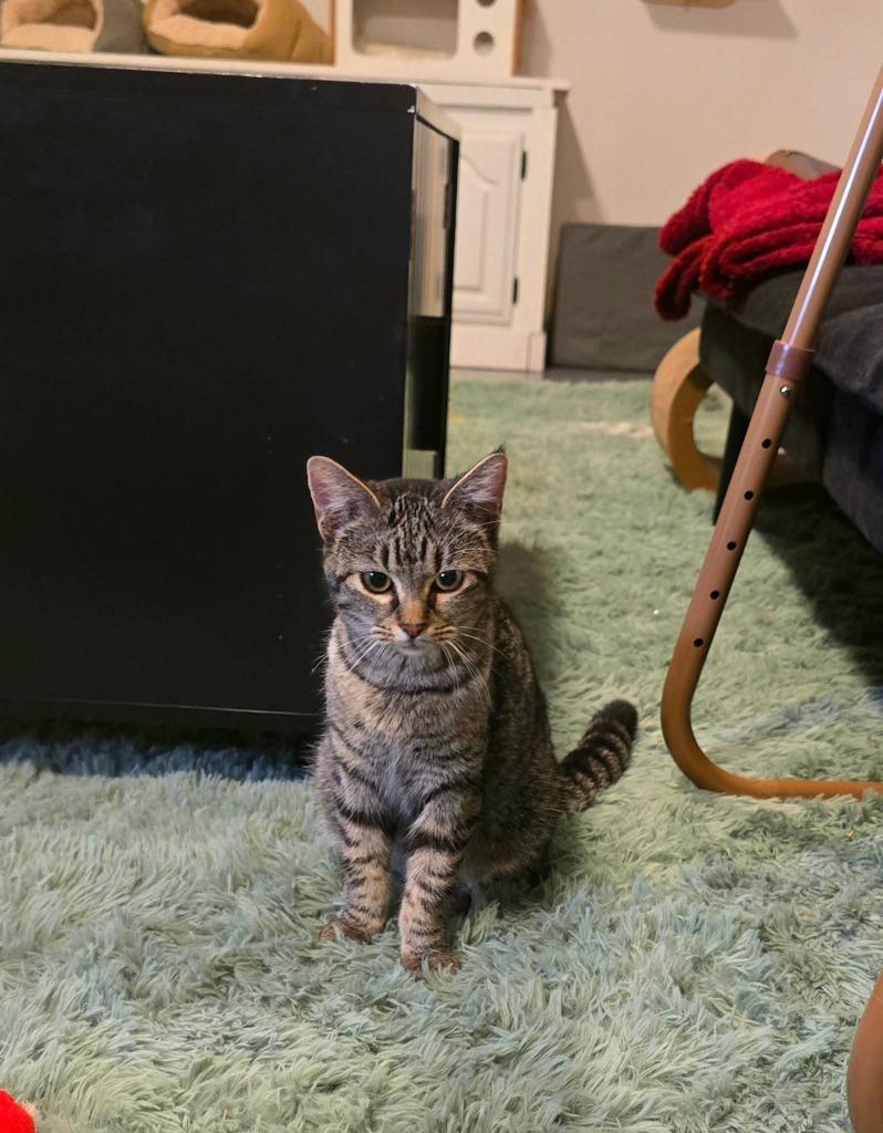 Flower, Adoptable, Young Female Domestic Short Hair.