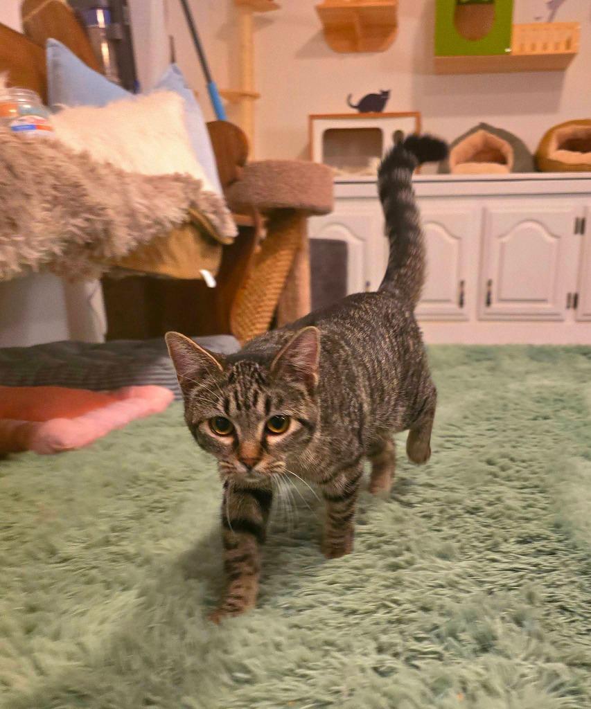 Enlarge Flower, a Adoptable mixed breed in Miami, OK image 2/4