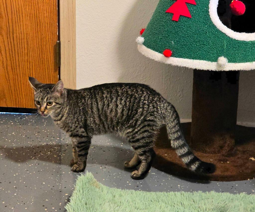 Enlarge Flower, a Adoptable mixed breed in Miami, OK image 3/4