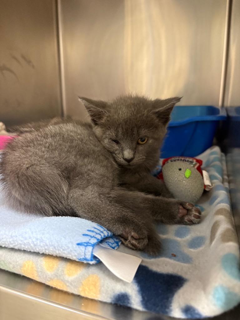 Cally (Jackson), Adoptable, Kitten Female Domestic Short Hair.