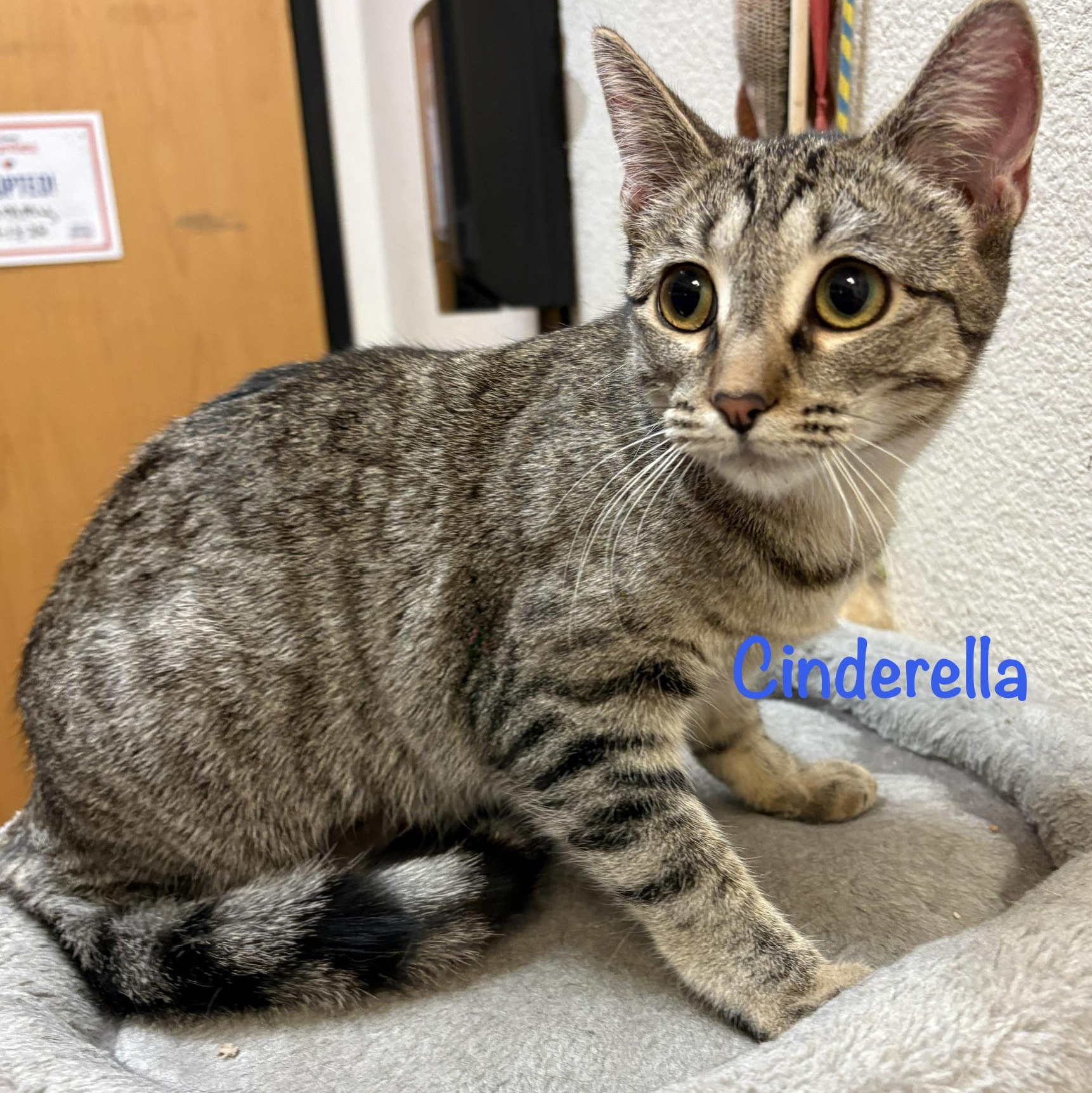 Enlarge Cinderella (call 602-692-1499 to meet Cinderella), an adopted mixed breed in Phoenix, AZ image 1/4