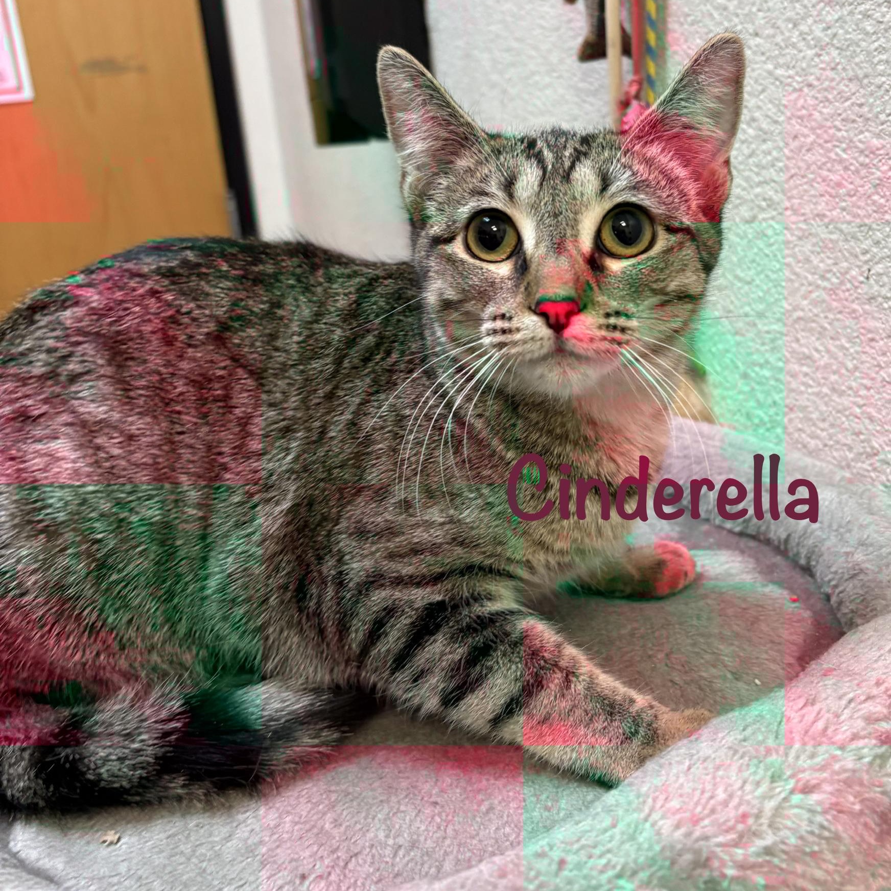 Enlarge Cinderella (call 602-692-1499 to meet Cinderella), an adopted mixed breed in Phoenix, AZ image 3/4