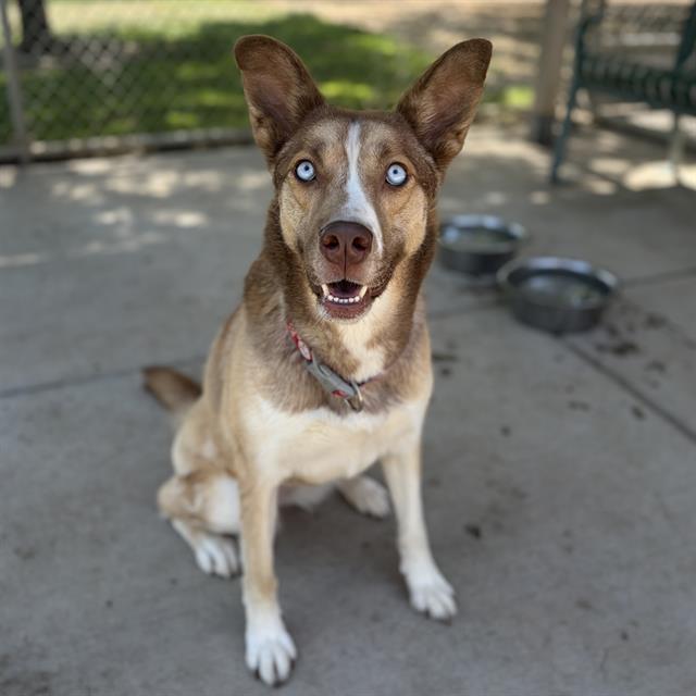 XENA, Adoptable, Adult Female Siberian Husky.