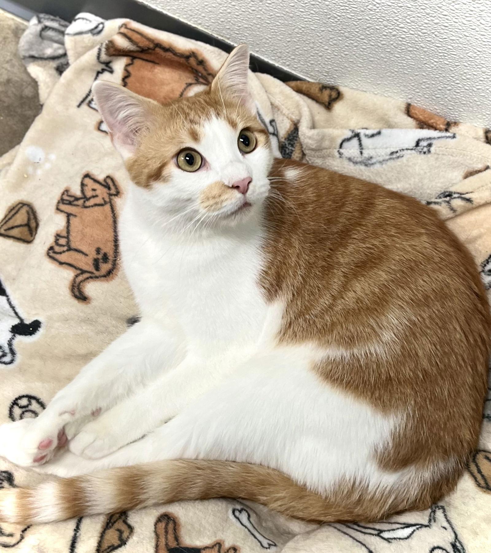 Alvin — thumbnail 2