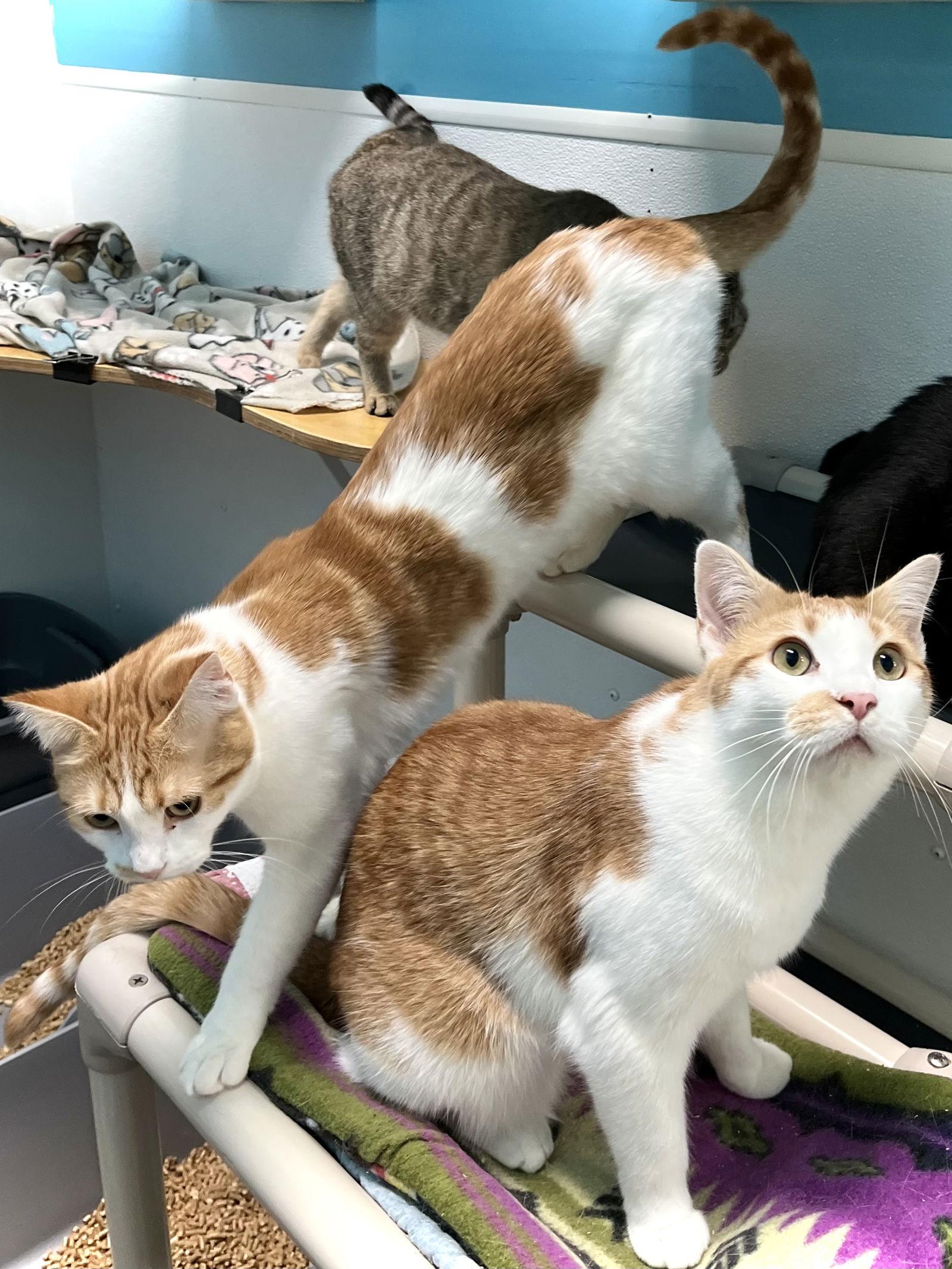 Alvin — thumbnail 3