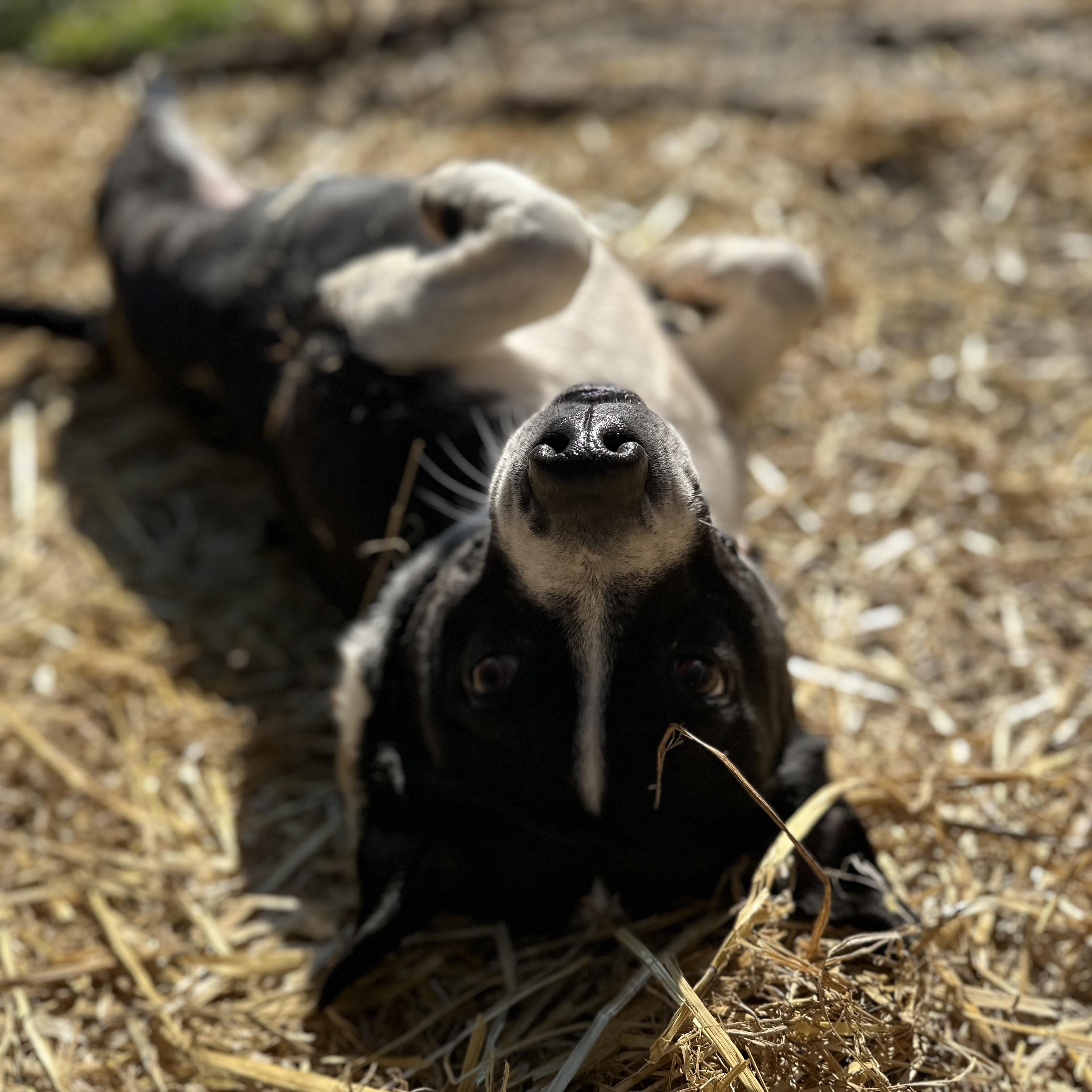 Governor — thumbnail 3