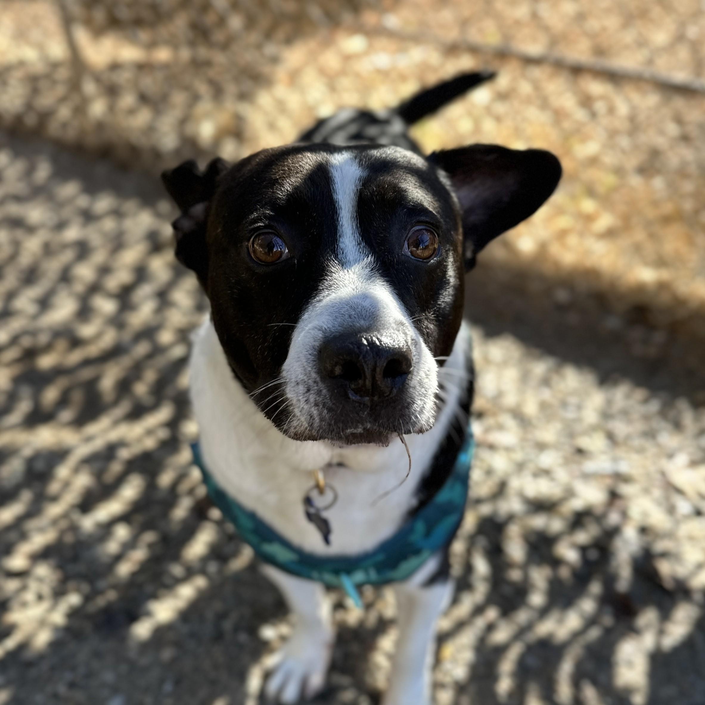 Governor — thumbnail 6