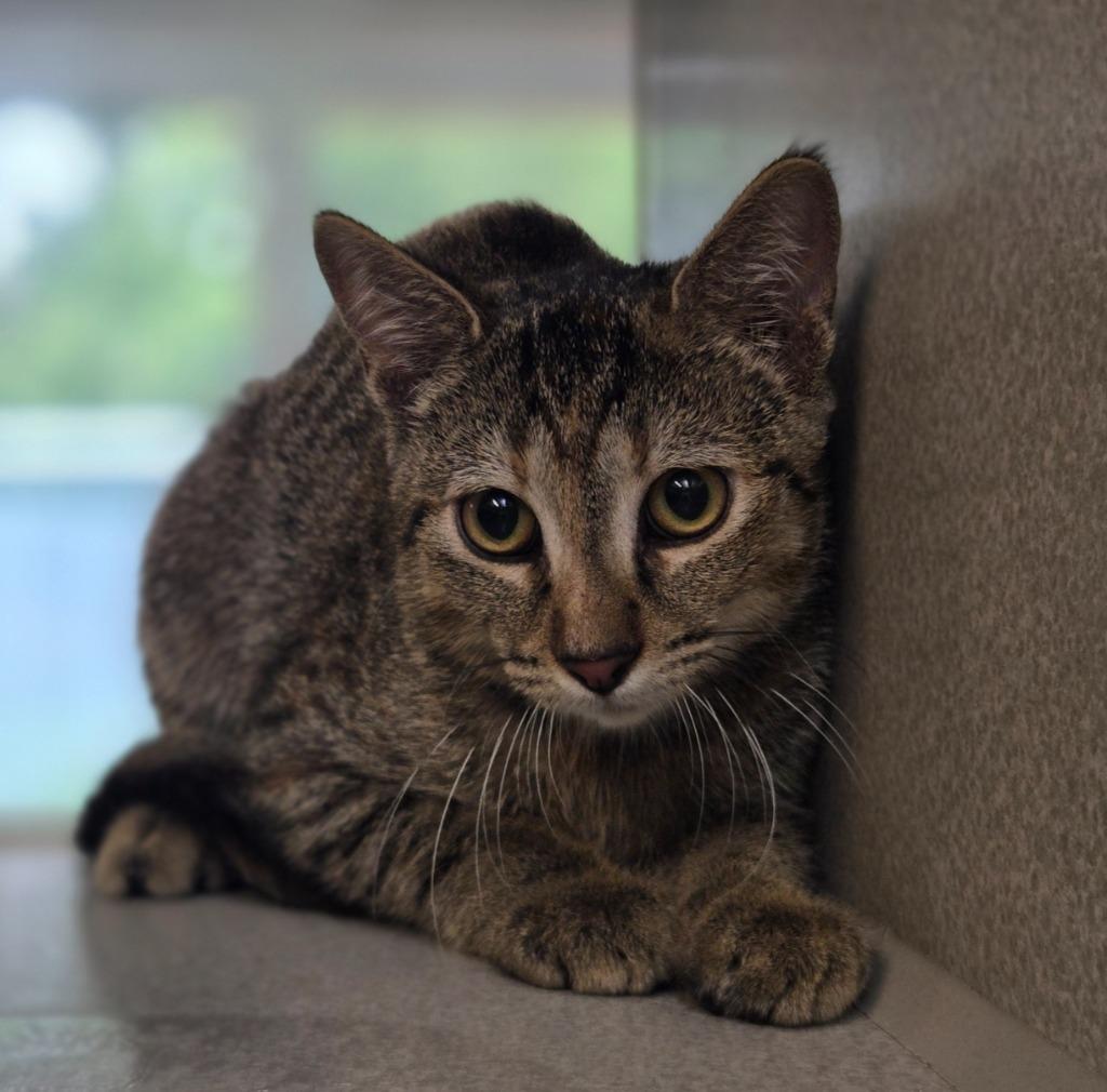 Enlarge Clarinet, a Adoptable mixed breed in Viroqua, WI image 1/1