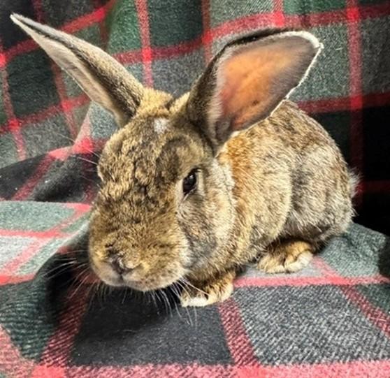 POPS, Adoptable, Adult Male Bunny Rabbit.