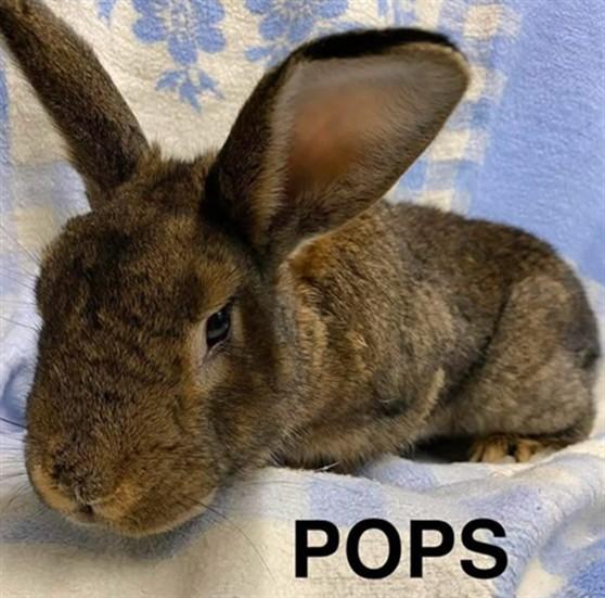 POPS, Adoptable, Adult Male Bunny Rabbit.