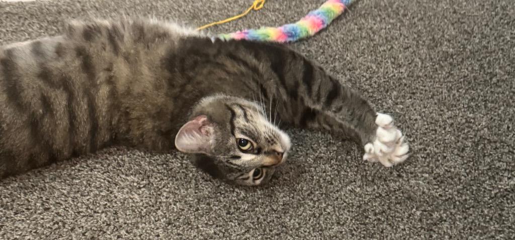 Lil Momma, Adoptable, Adult Female Domestic Short Hair.