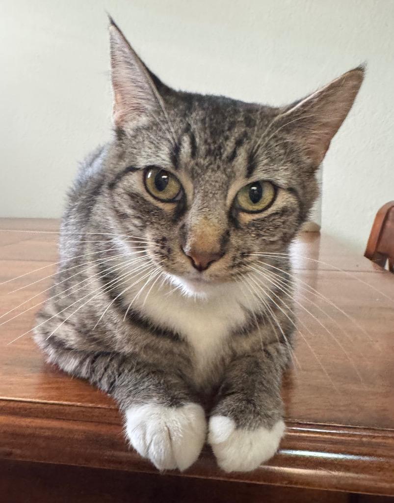 Lil Momma, a Adoptable mixed breed in Mustang, OK image 2/3