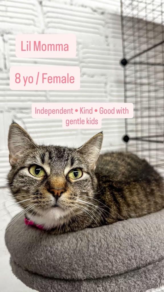 Enlarge Lil Momma, a Adoptable mixed breed in Mustang, OK image 3/4