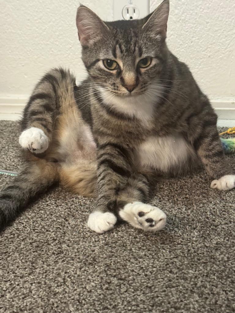 Lil Momma, a Adoptable mixed breed in Mustang, OK image 3/3