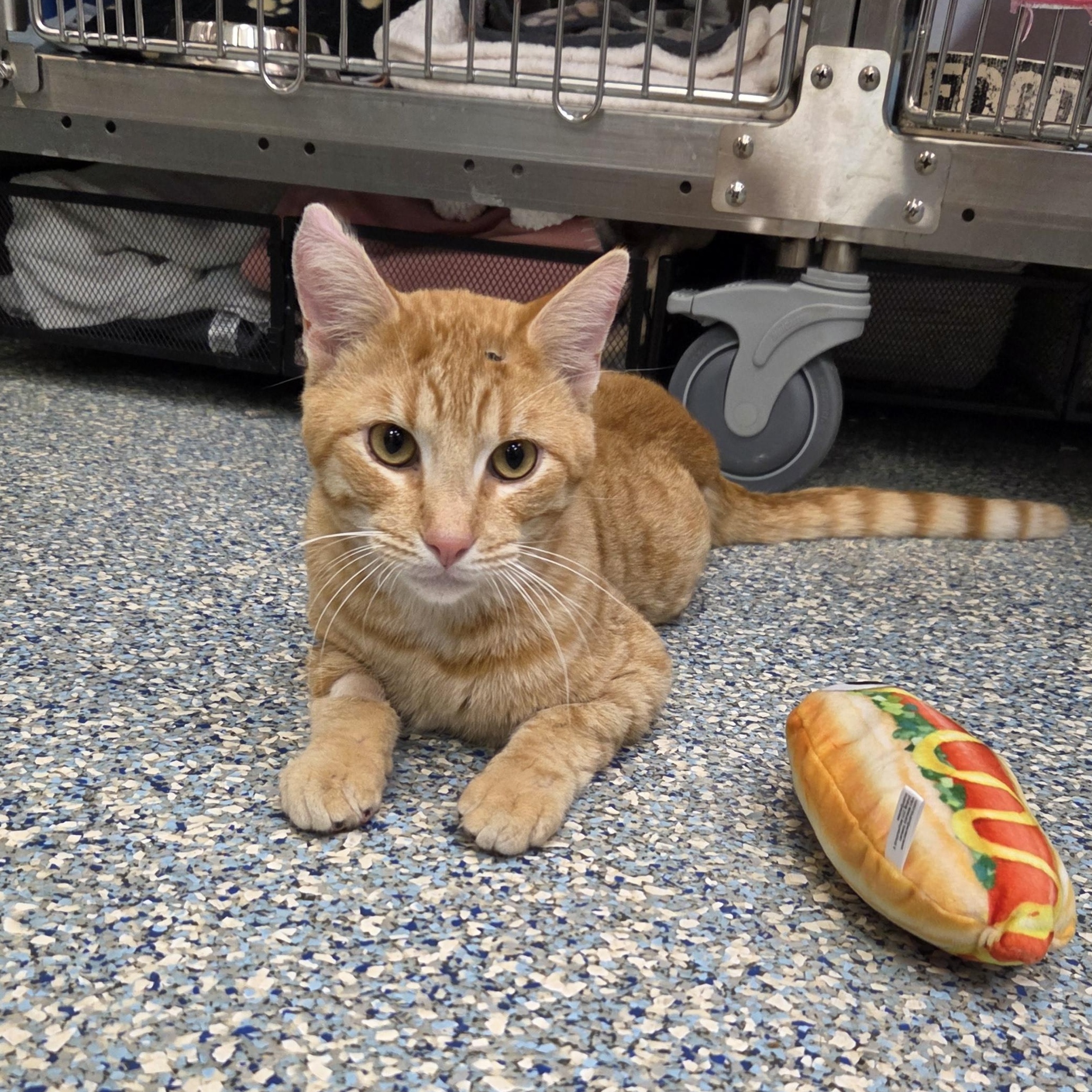Enlarge Charlie, an adopted Domestic Short Hair in Cathedral City, CA image 2/2