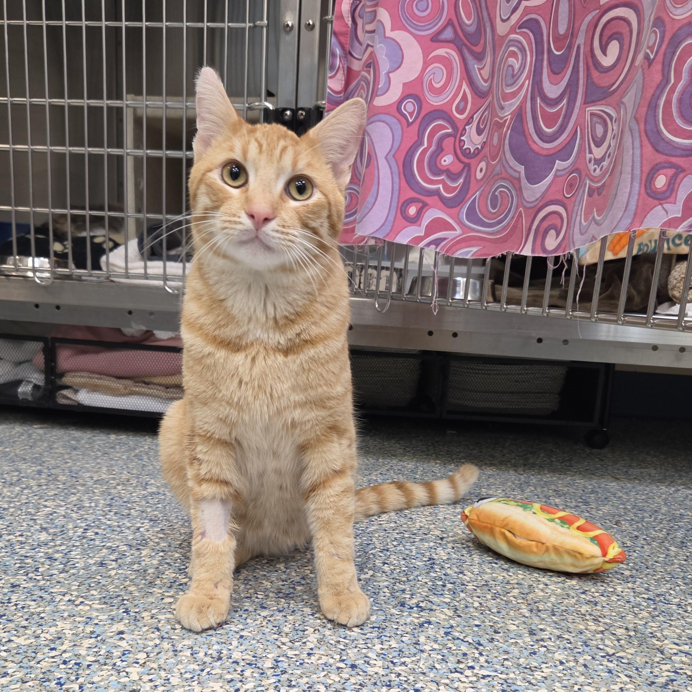 Charlie, adopted, Young Male Domestic Short Hair.