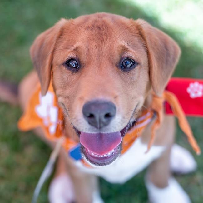 Japan Pup - Kyota - Adopted!, Adoptable, Puppy Male English Springer Spaniel & Labrador Retriever.