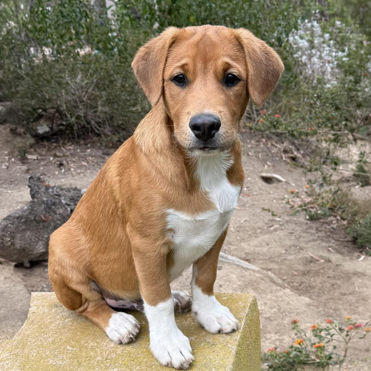 Enlarge Japan Pup - Kyota - Adopted!, a Adoptable mixed breed in San Diego, CA image 2/3