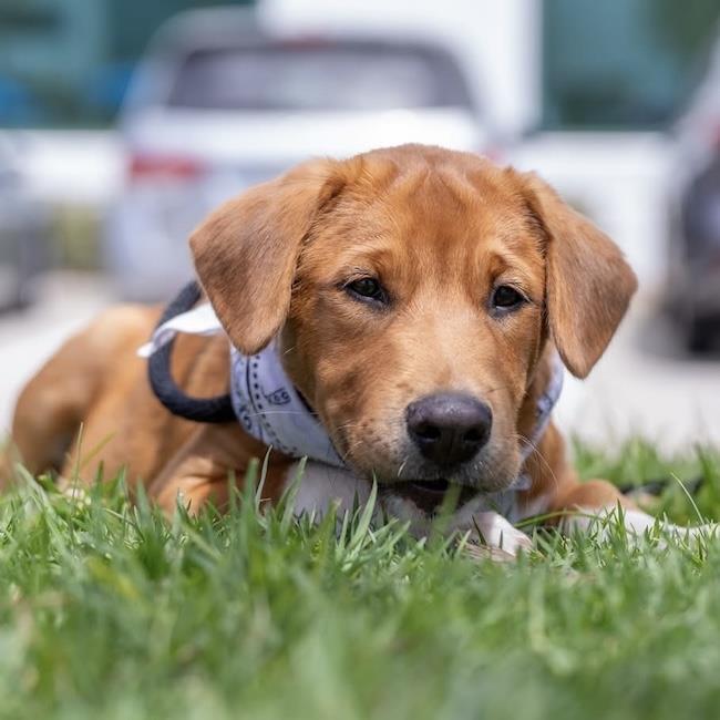 Enlarge Japan Pup - Kyota - Adopted!, a Adoptable mixed breed in San Diego, CA image 3/3