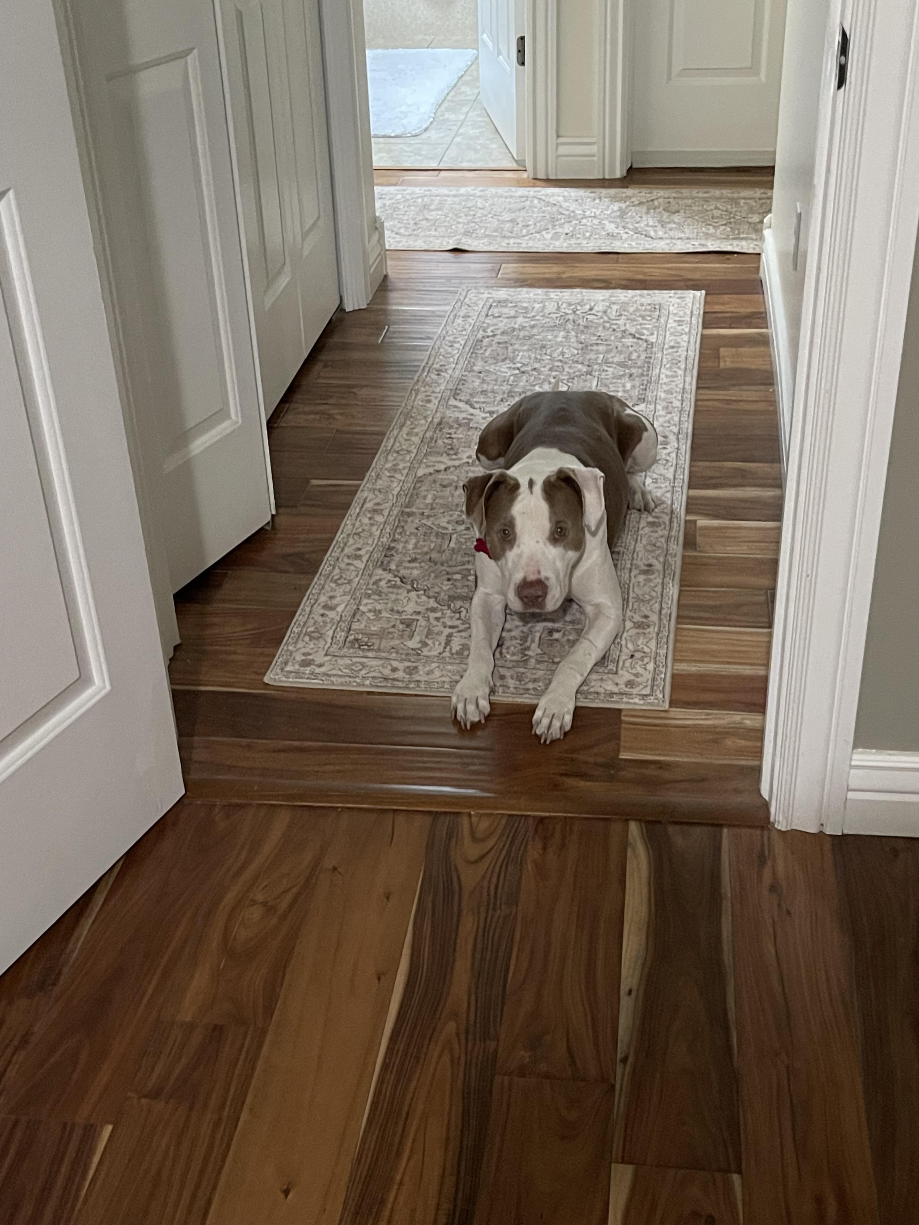 Lulu, Adoptable, Adult Female Pit Bull Terrier.