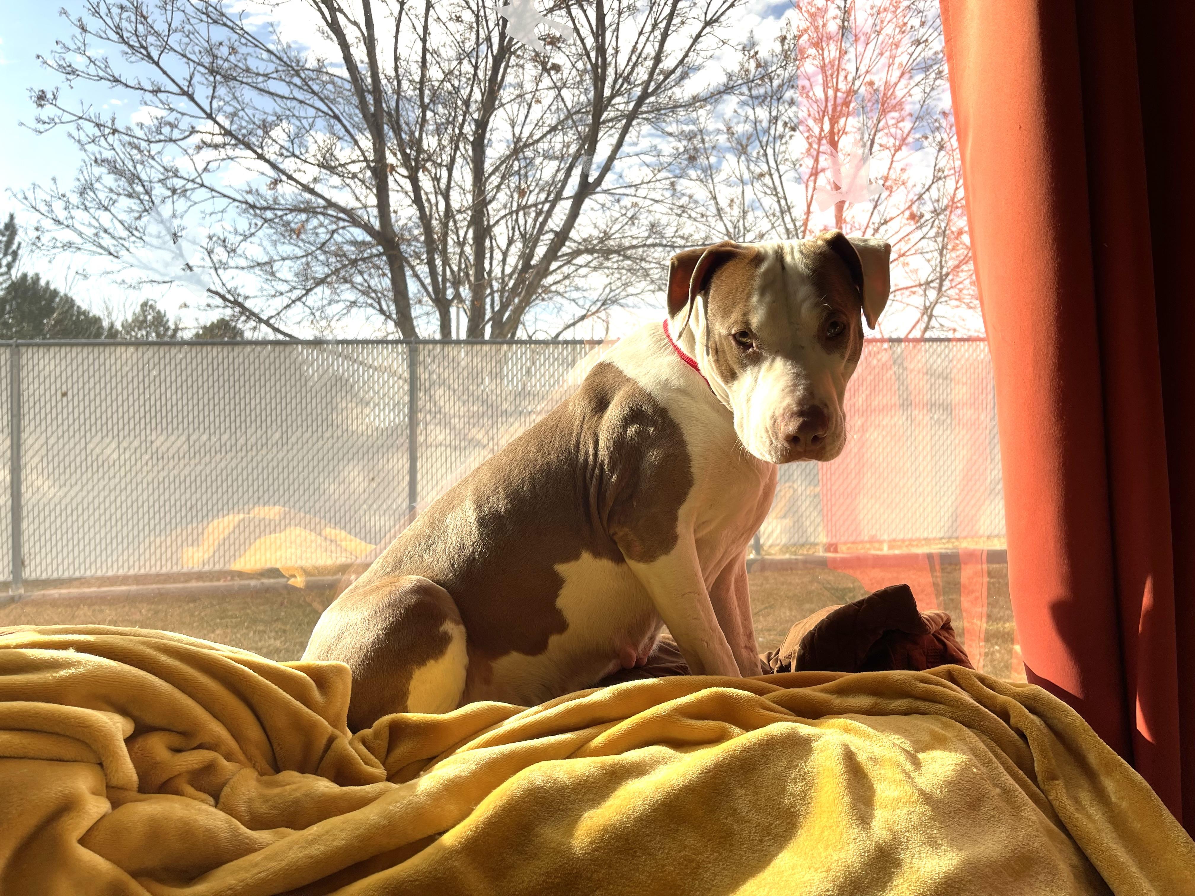 Lulu, a Adoptable Pit Bull Terrier in Fruit Heights, UT image 2/6