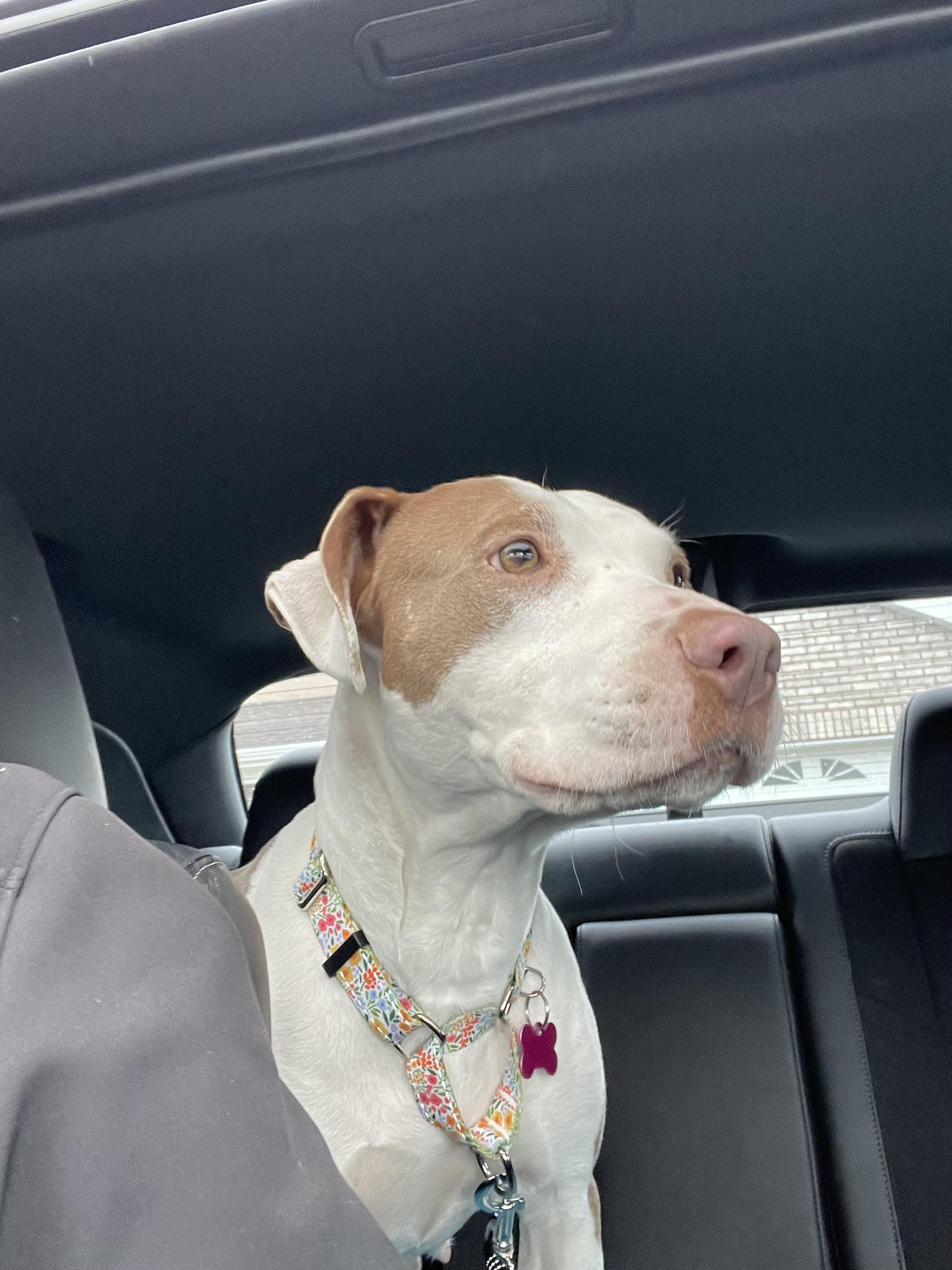 Lulu, a Adoptable Pit Bull Terrier in Fruit Heights, UT image 3/6