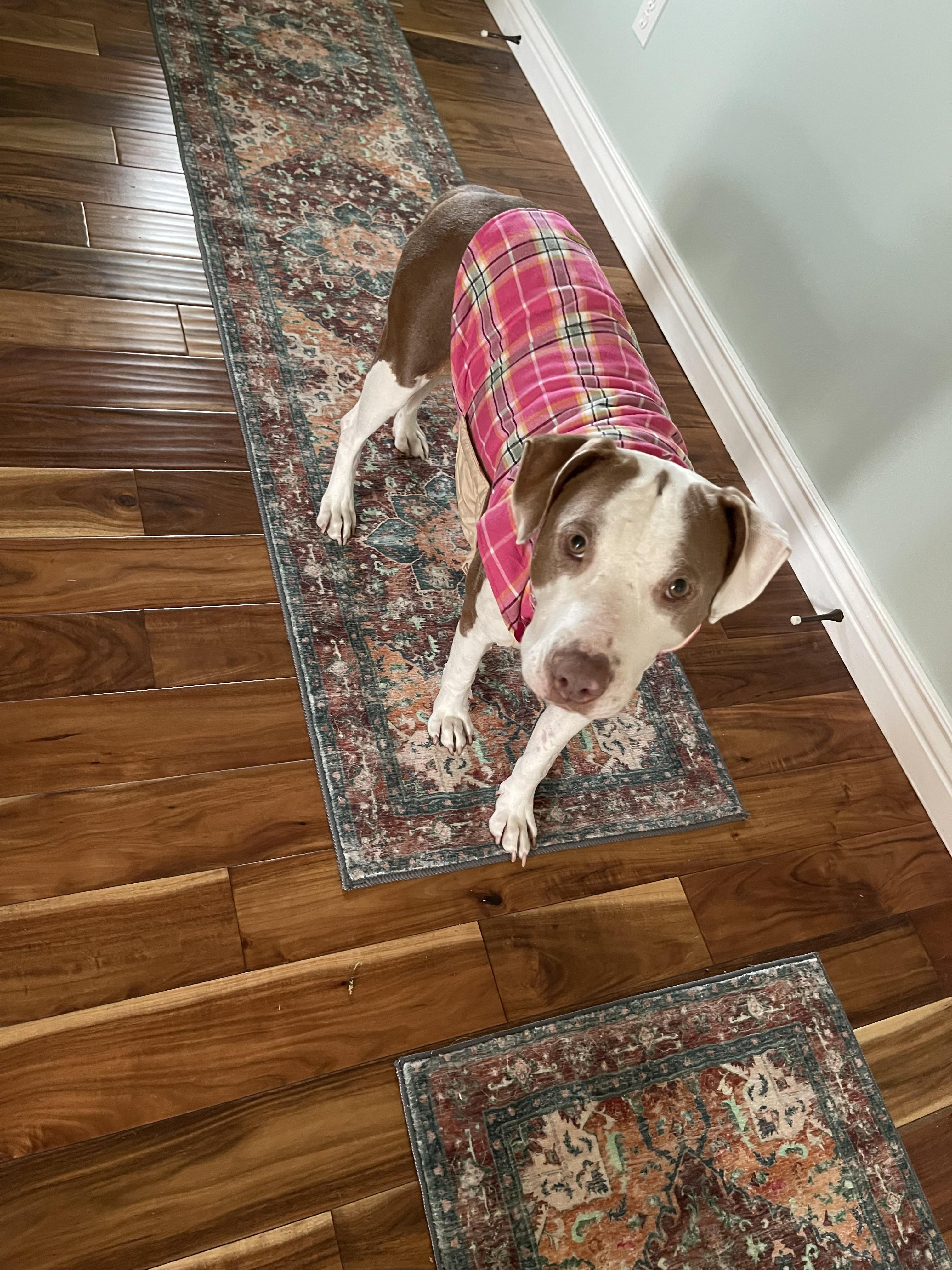 Lulu, a Adoptable Pit Bull Terrier in Fruit Heights, UT image 4/6