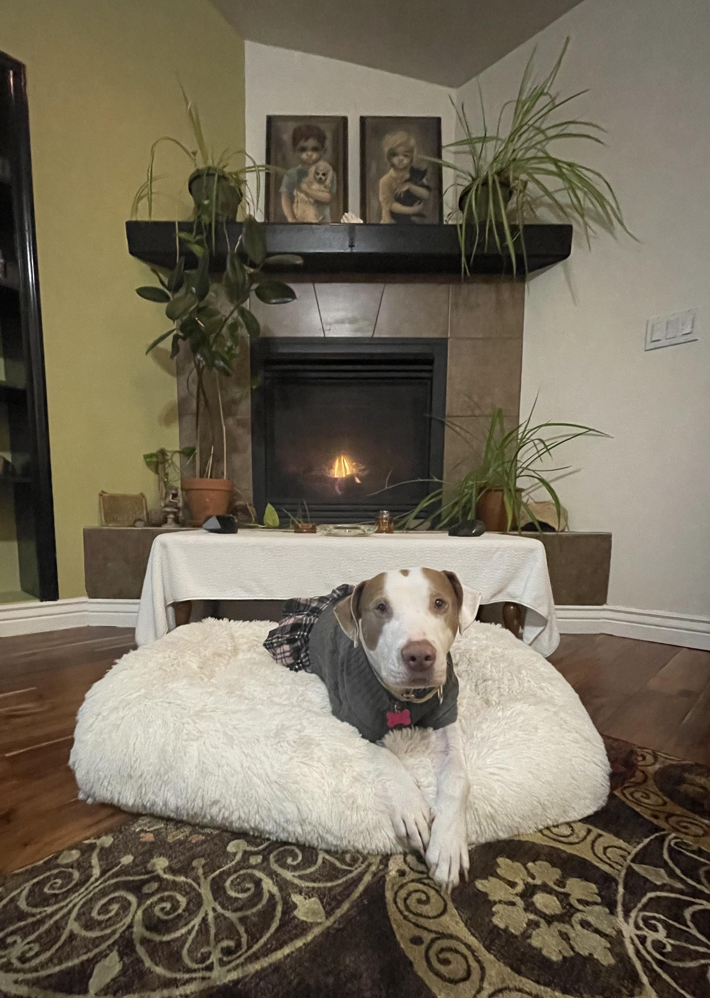 Lulu, a Adoptable Pit Bull Terrier in Fruit Heights, UT image 5/6