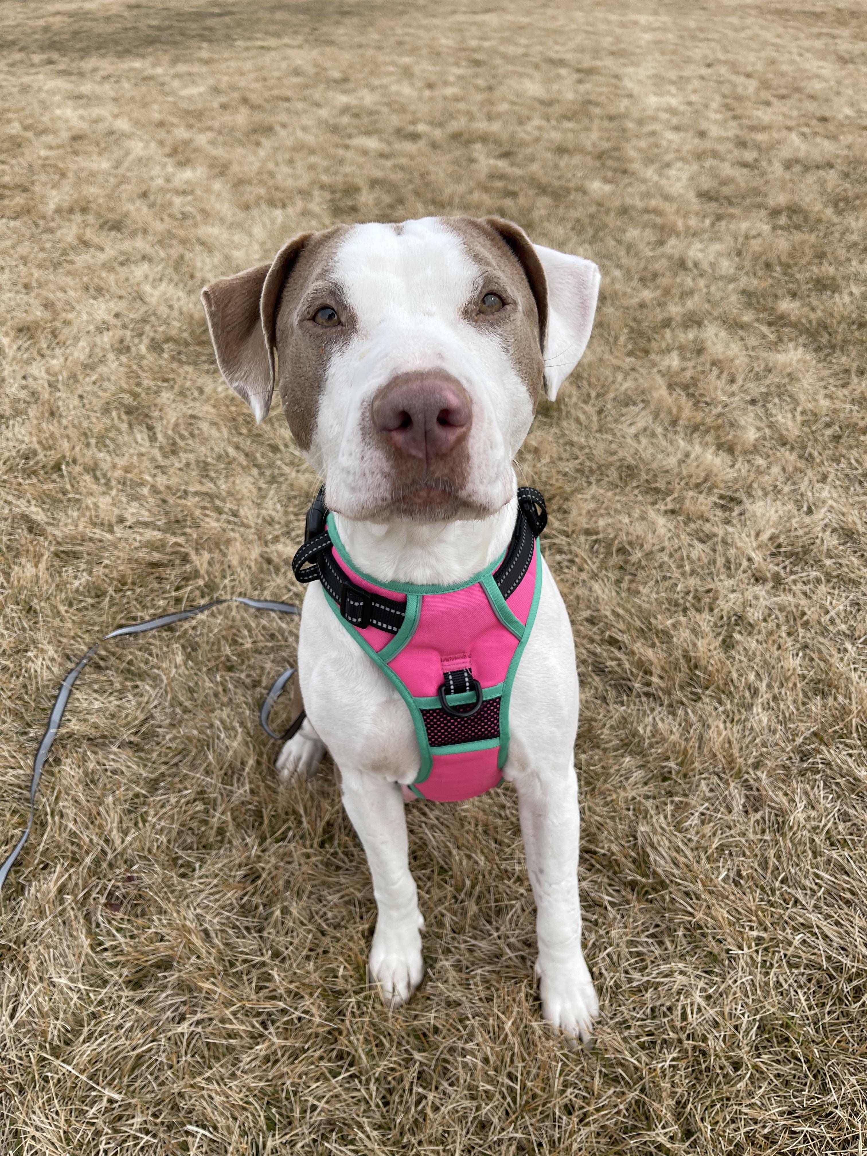 Lulu, a Adoptable Pit Bull Terrier in Fruit Heights, UT image 6/6