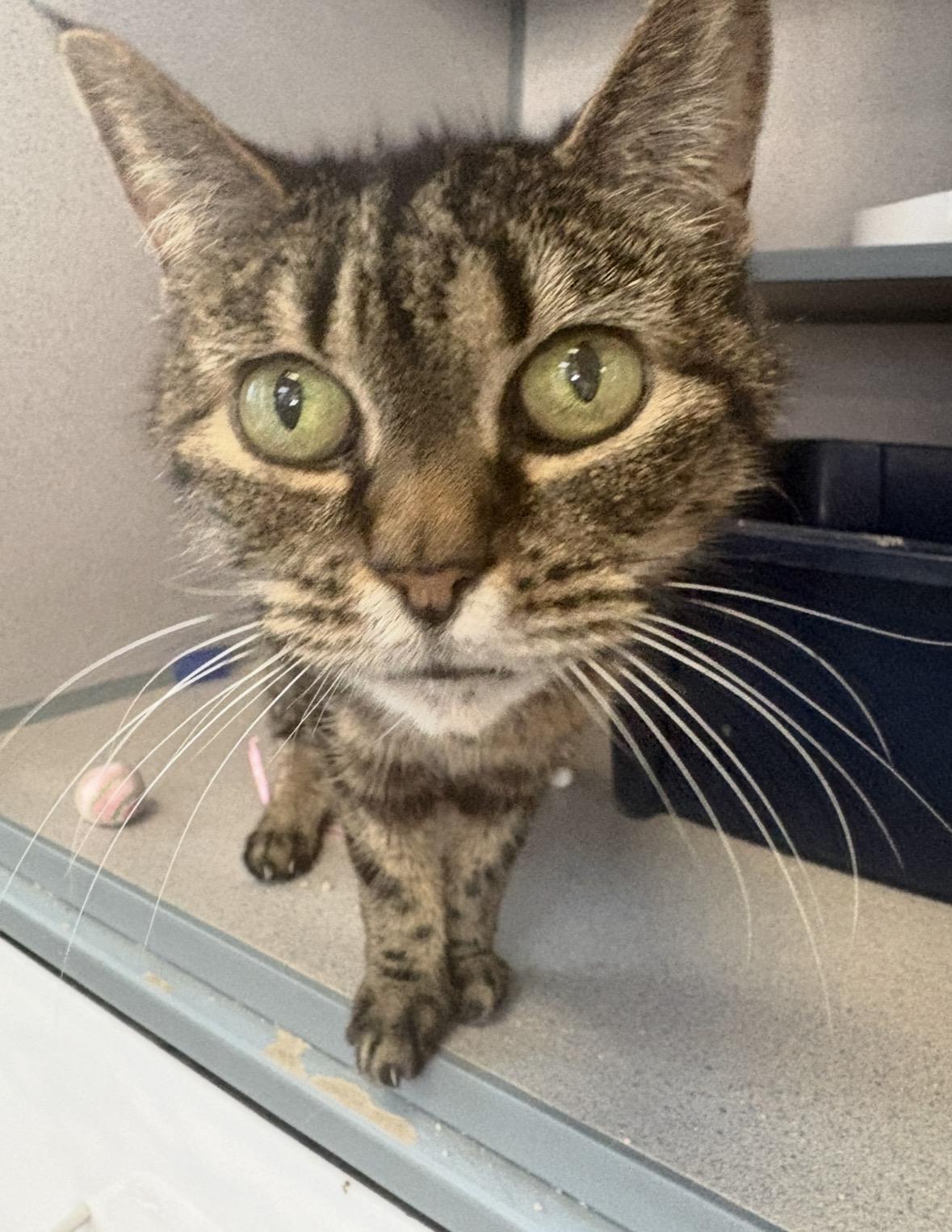Enlarge Carol, a ADOPTABLE Domestic Short Hair in Grass Valley, CA image 1/1