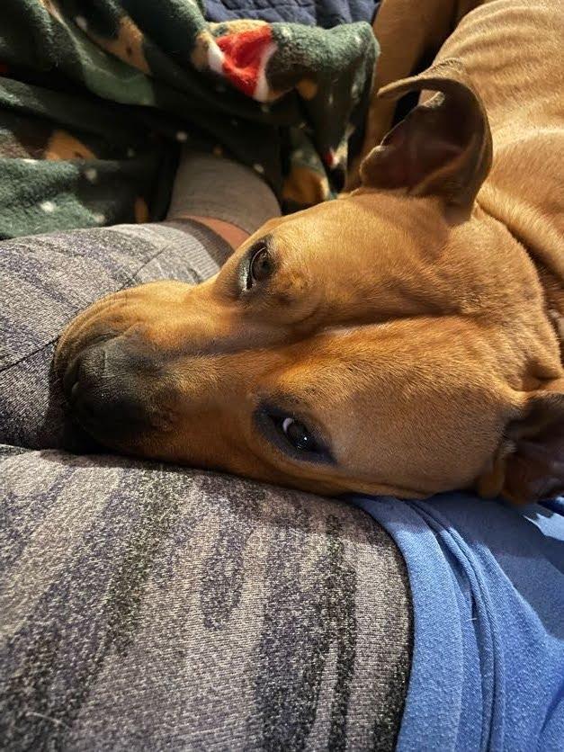 Sweet Georgia, a Adoptable Mixed Breed in East Orange, NJ image 1/4