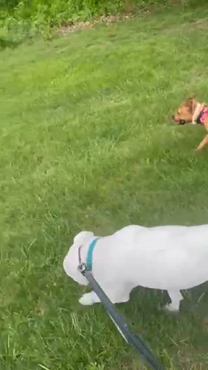 Enlarge Sweet Georgia, a Adoptable Mixed Breed in East Orange, NJ video 4/4