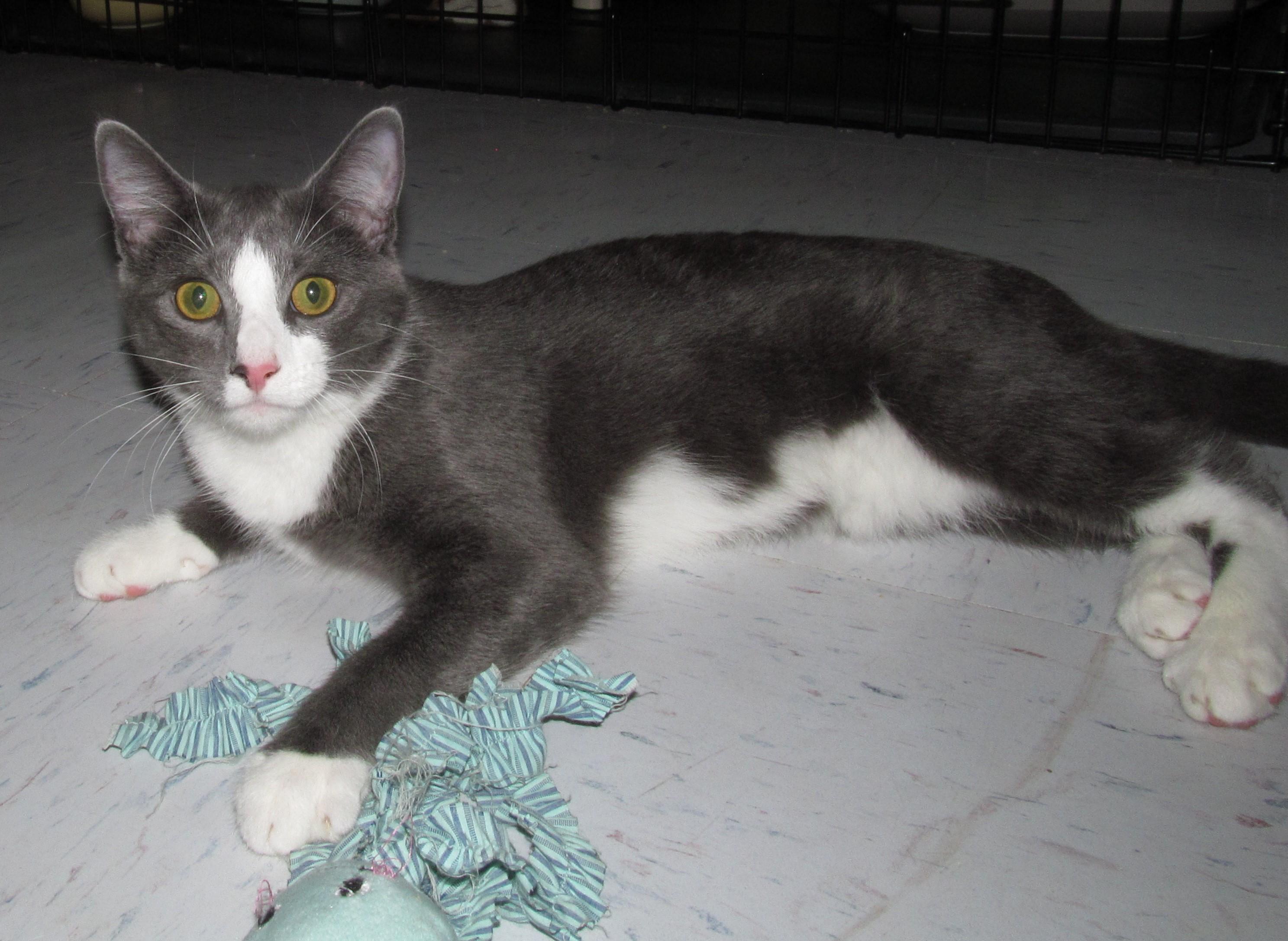 Enlarge BONSAI, a ADOPTABLE Domestic Short Hair in Crystal River, FL image 3/4
