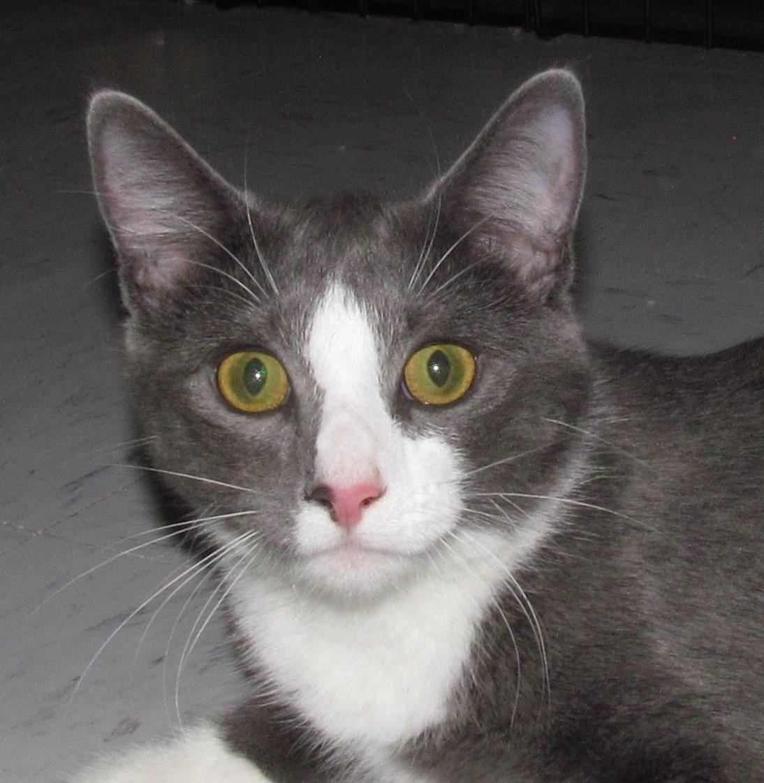 Enlarge BONSAI, a ADOPTABLE Domestic Short Hair in Crystal River, FL image 1/4