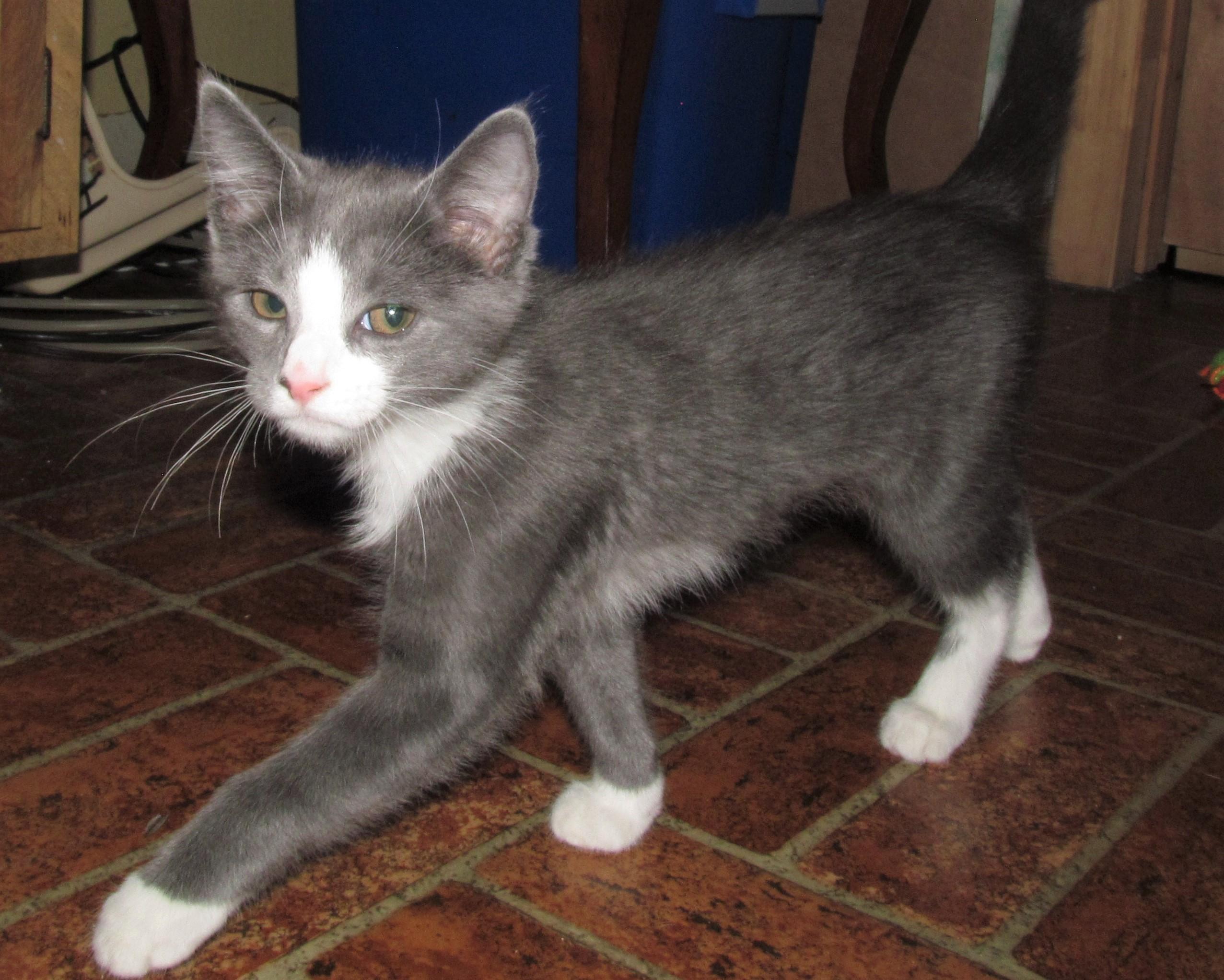 Enlarge BONSAI, a ADOPTABLE Domestic Short Hair in Crystal River, FL image 4/4