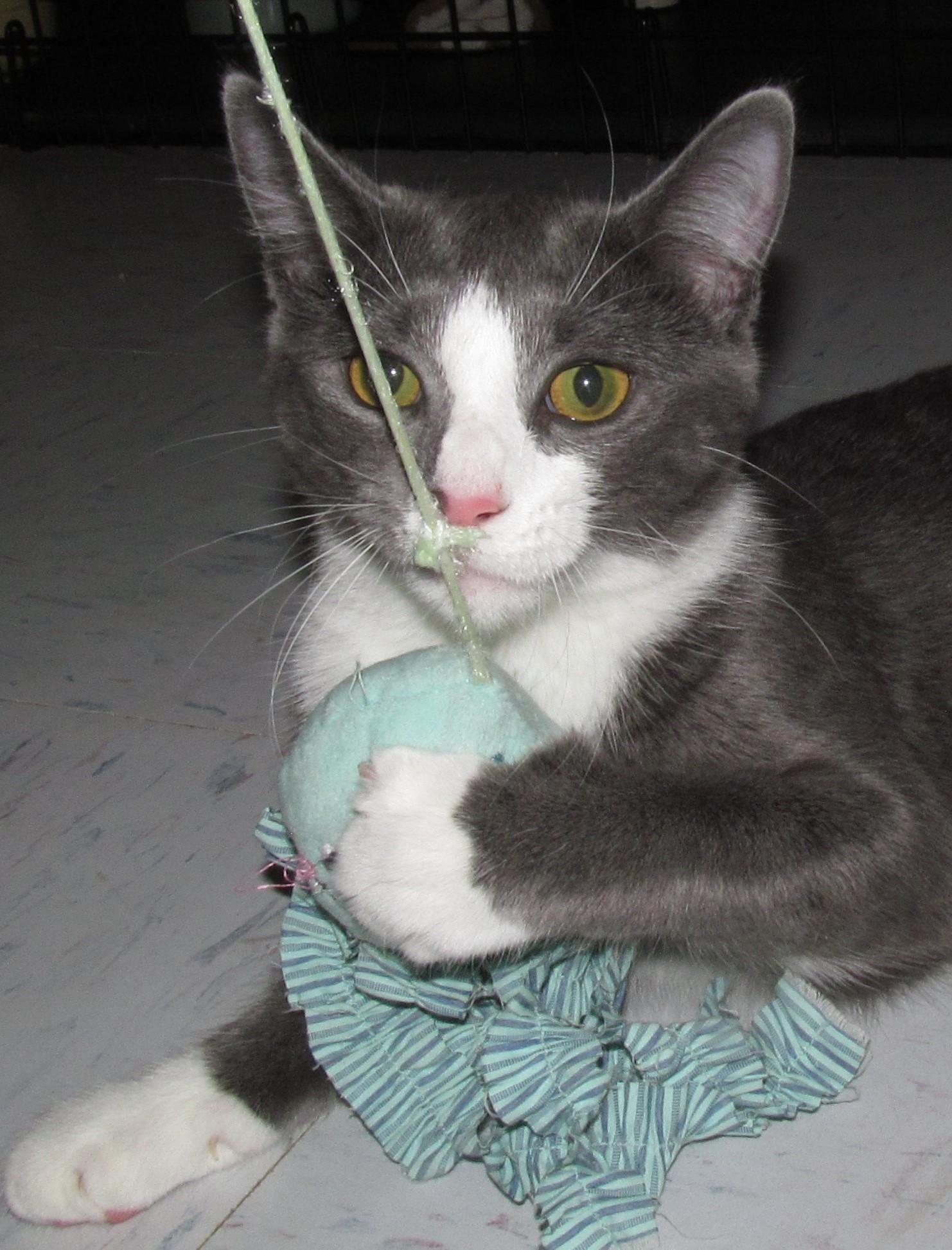 Enlarge BONSAI, a ADOPTABLE Domestic Short Hair in Crystal River, FL image 2/4