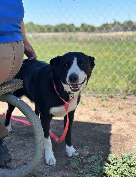 Bandit, a Adoptable Border Collie in Coralville, IA image 1/2